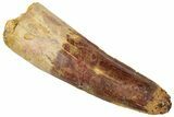 Fossil Spinosaurus Tooth - Real Dinosaur Tooth #305871-1